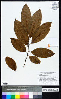 Oxydendrum arboreum image