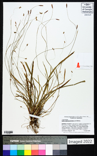 Carex austrocaroliniana image