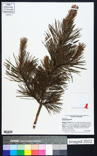 Pinus echinata image