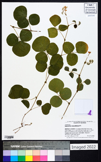 Desmodium rotundifolium image