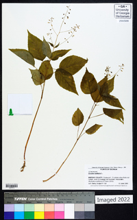 Circaea canadensis image