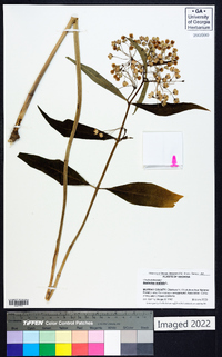 Asclepias exaltata image