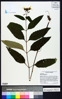 Silphium asteriscus image