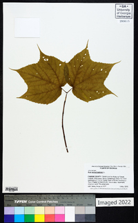 Acer pensylvanicum image