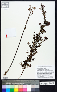 Lespedeza violacea image