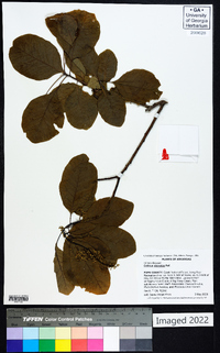 Cotinus obovatus image