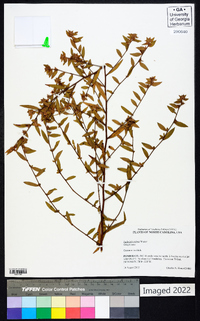 Ludwigia pilosa image