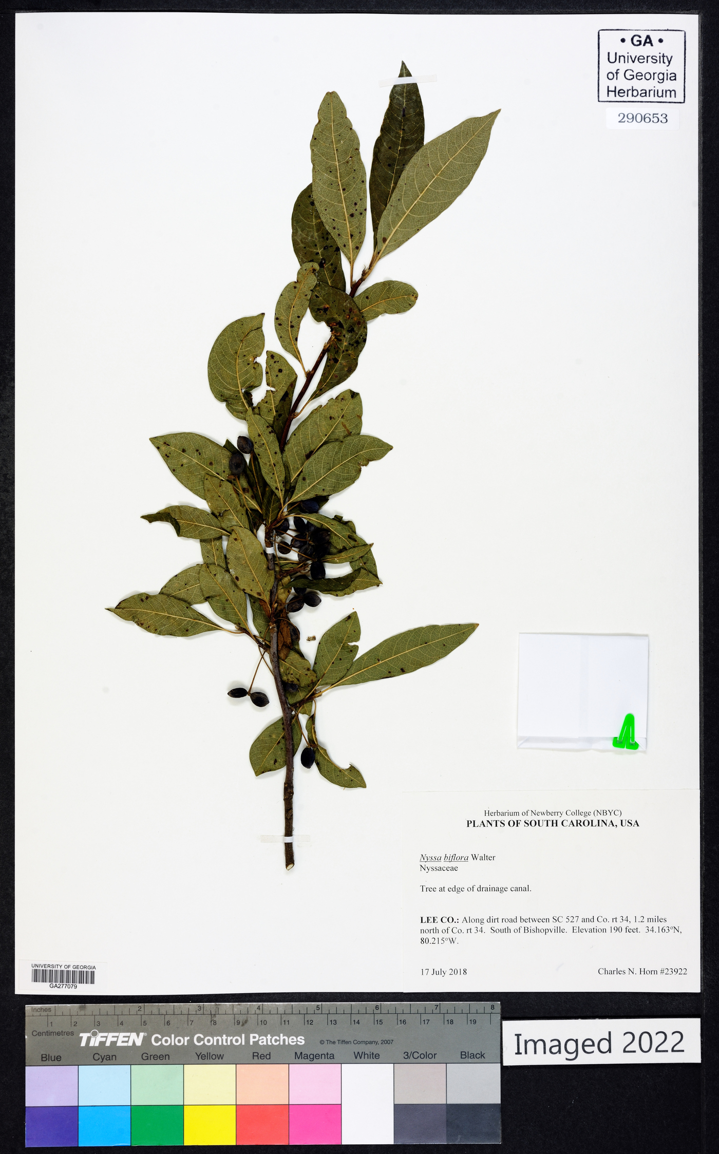 Nyssa biflora image