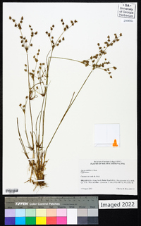 Juncus debilis image