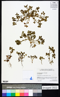 Nemophila aphylla image