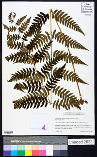 Dryopteris celsa image