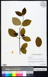 Calycanthus floridus image