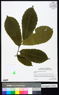 Castanea dentata image