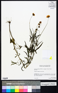 Coreopsis pubescens image