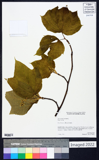 Acer pensylvanicum image