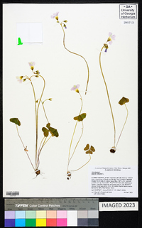 Oxalis violacea image