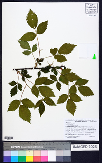 Rubus argutus image