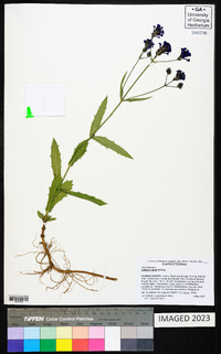 Verbena rigida image