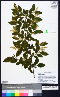 Ligustrum sinense image