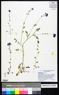 Phacelia maculata image