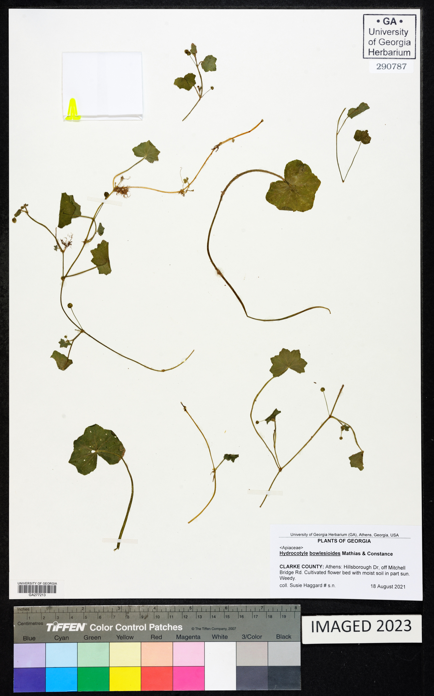 Hydrocotyle bowlesioides image