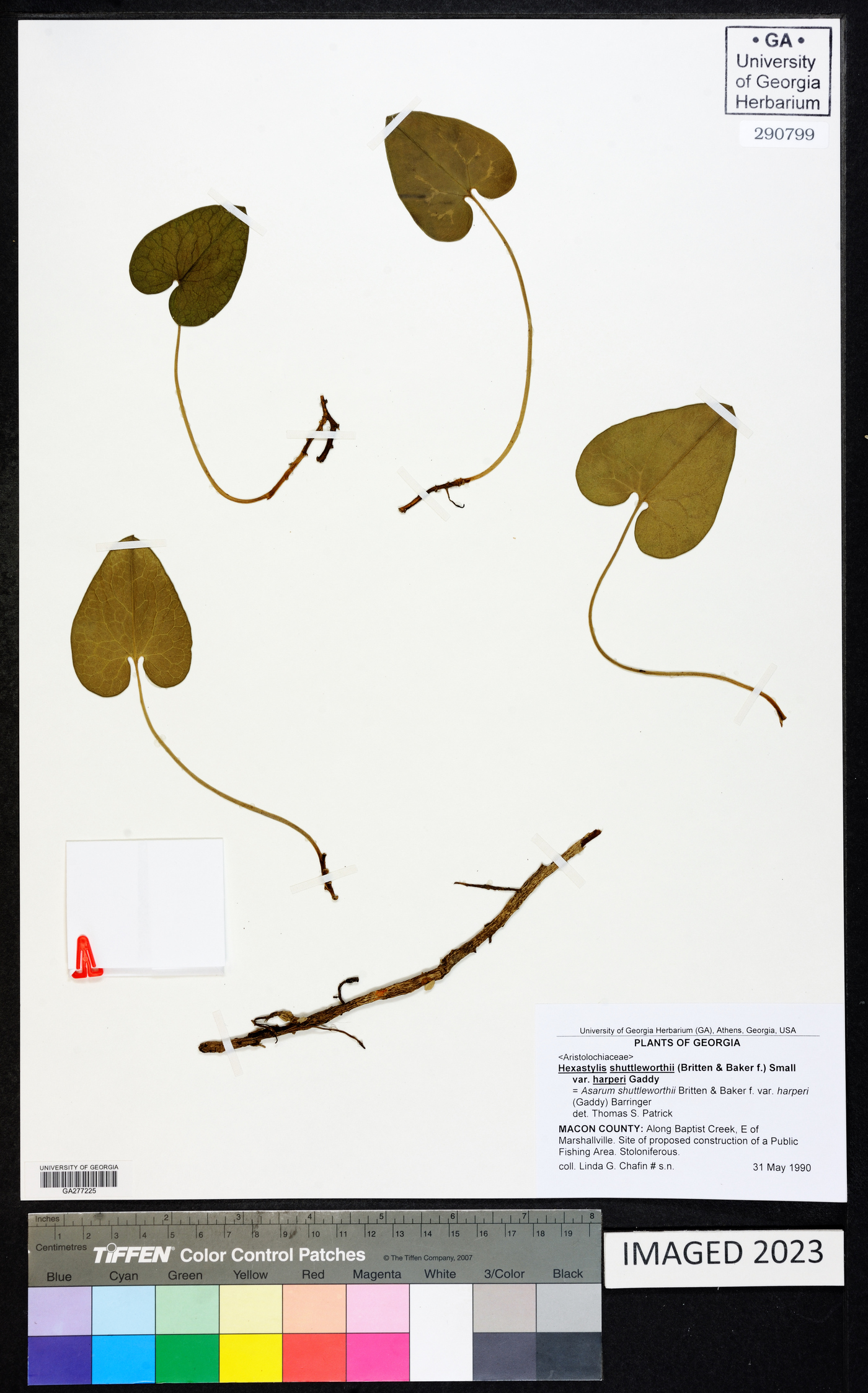 Hexastylis shuttleworthii var. harperi image