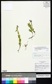 Spigelia alabamensis image