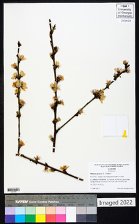 Prunus persica image