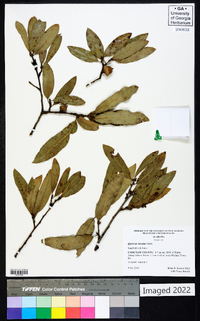 Quercus incana image