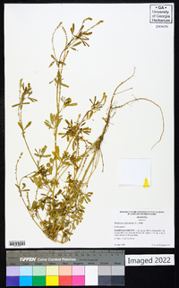 Melilotus indicus image