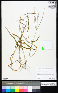 Digitaria ciliaris image