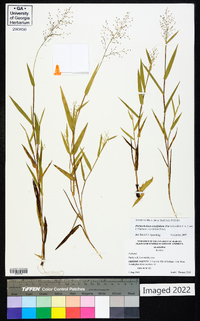 Dichanthelium erectifolium image