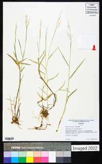 Panicum repens image