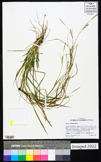 Carex striatula image