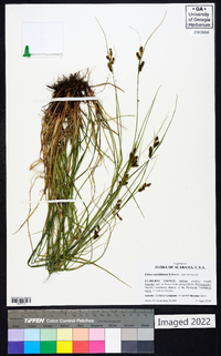 Carex caroliniana image