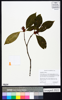 Calycanthus floridus image
