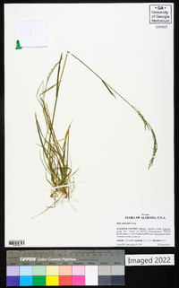 Poa sylvestris image