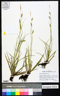 Carex cherokeensis image