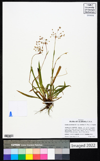 Luzula acuminata subsp. carolinae image