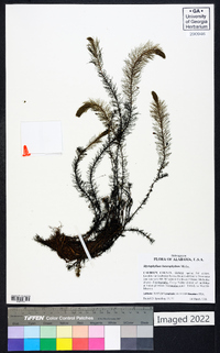 Myriophyllum heterophyllum image