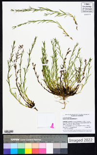 Polypremum procumbens image