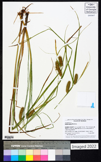 Carex flagellifera image