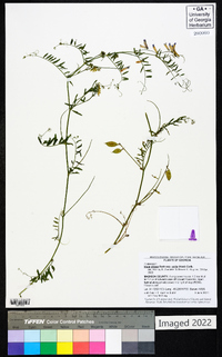 Vicia villosa subsp. varia image