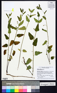 Tragia urticifolia image