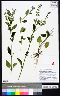 Scutellaria elliptica image