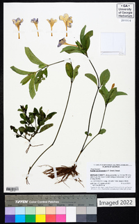 Ruellia caroliniensis image