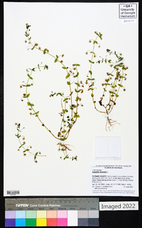 Lysimachia arvensis image