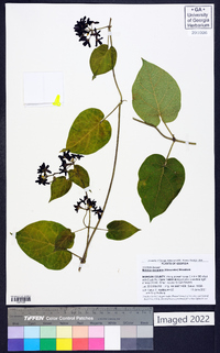 Matelea decipiens image