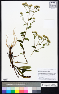 Sericocarpus asteroides image