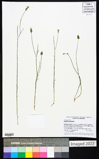 Polygala incarnata image